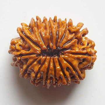 14 Mukhi Nepali Rudraksha