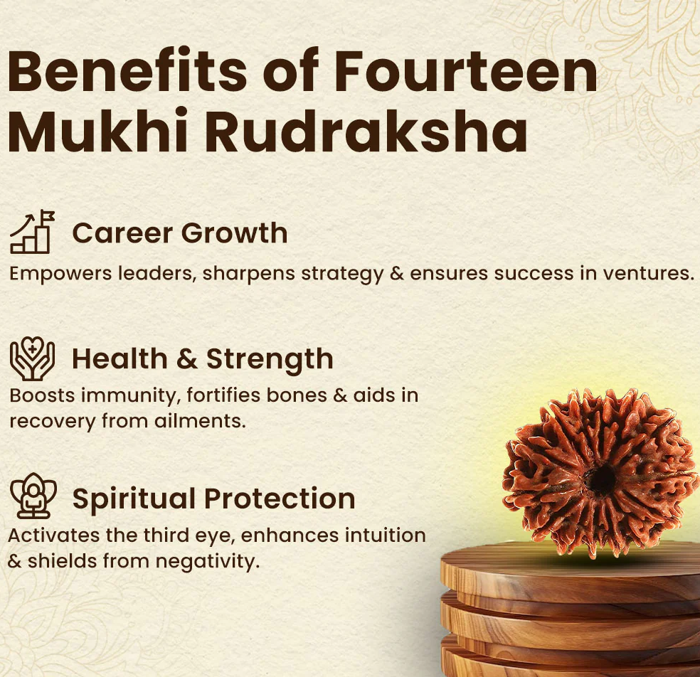14 Mukhi Nepali Rudraksha