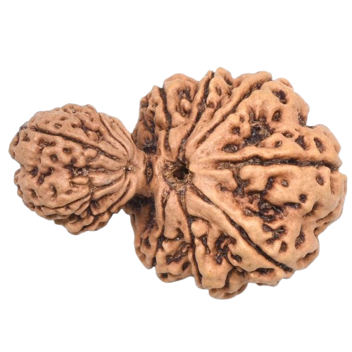 Garbh Gauri Nepali Rudraksha