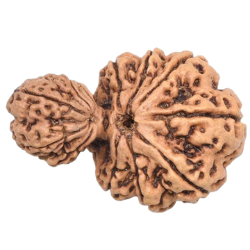 Garbh Gauri Nepali Rudraksha